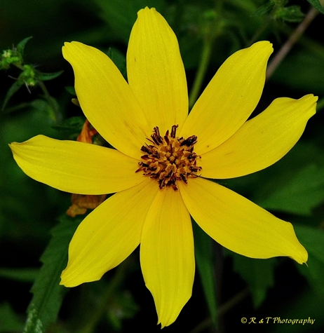 {Bidens polylepis}